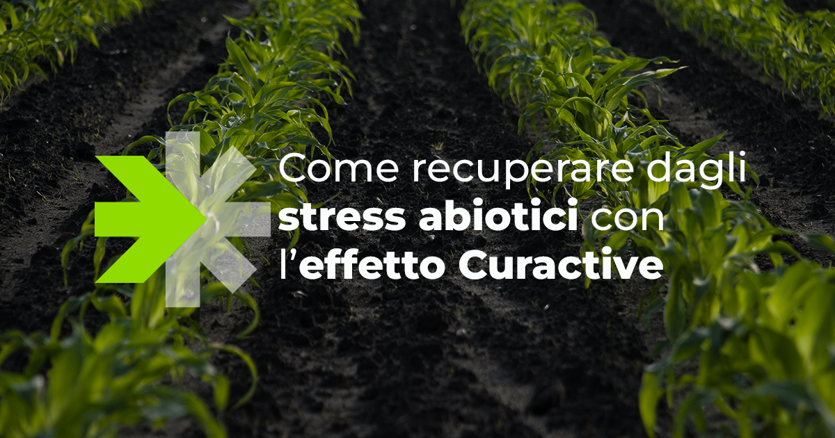 COPERTINA ARTICOLO CURACTIVE