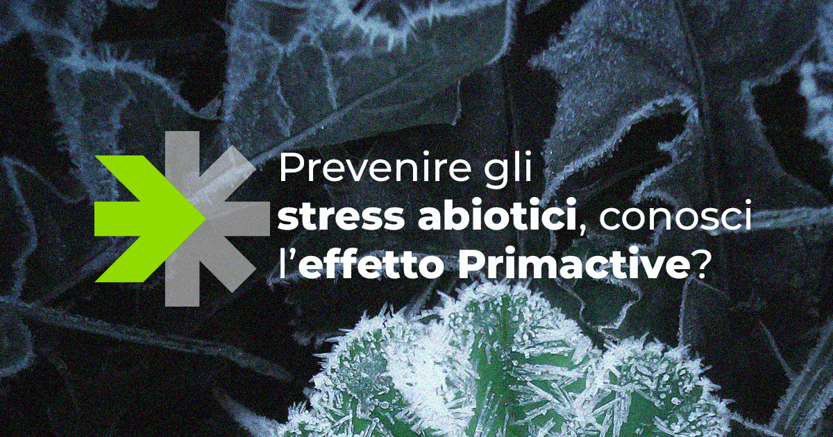 COPERTINA ARTICOLO PRIMACTIVE