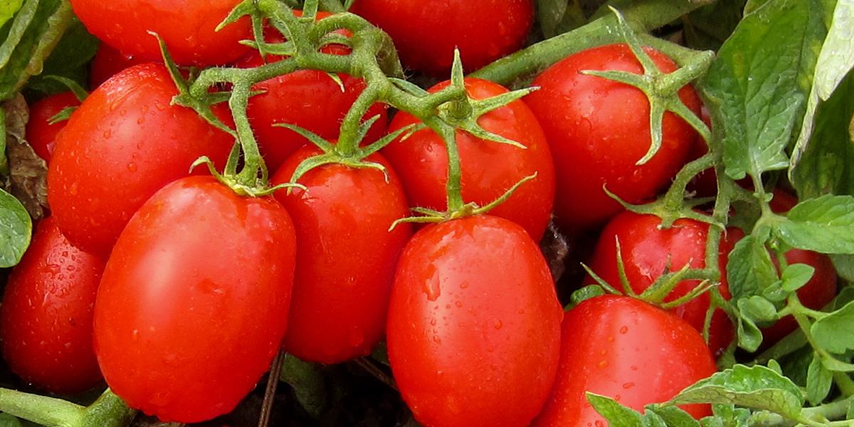 POMODORO INDUSTRIA