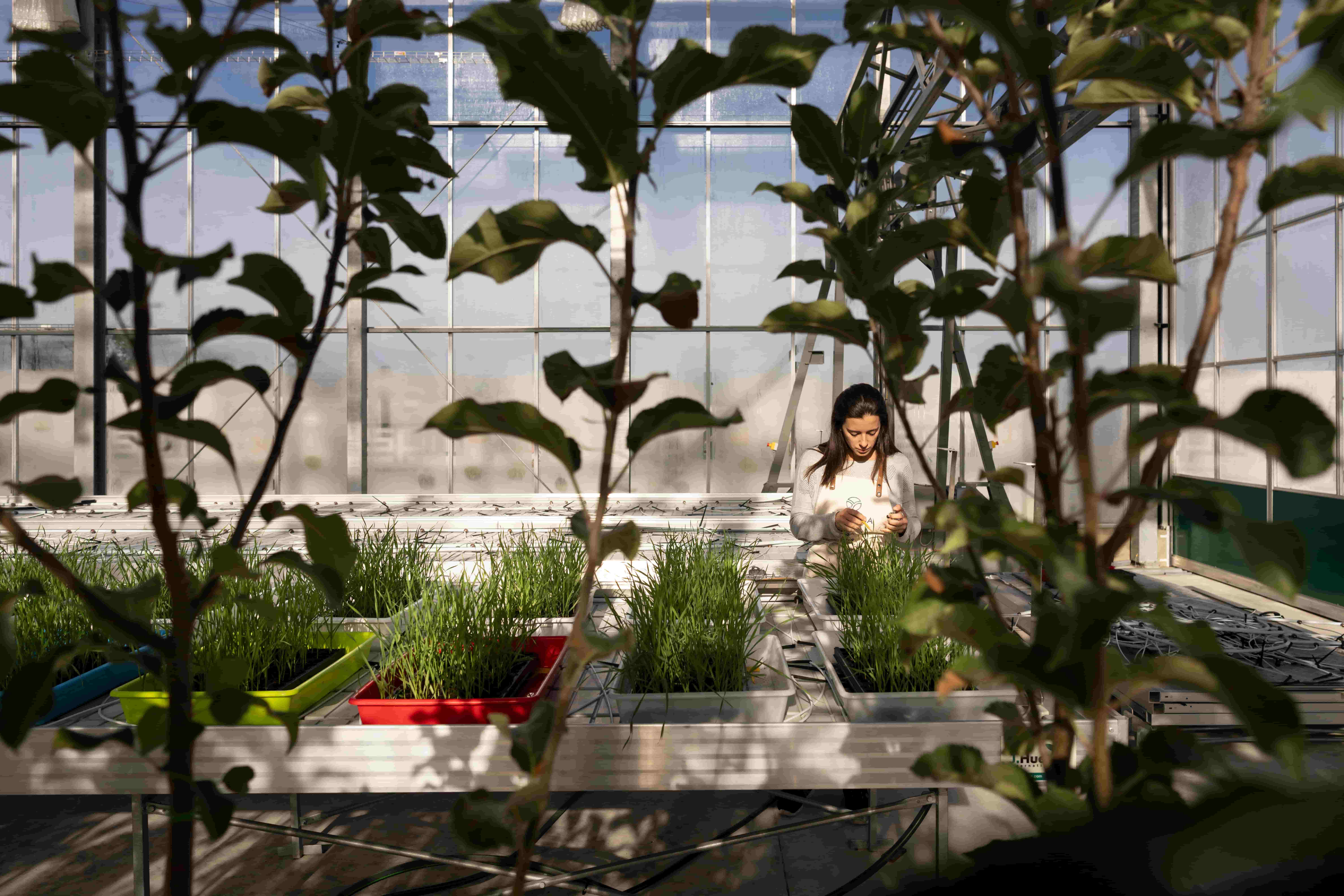 Greenhouse-1-1