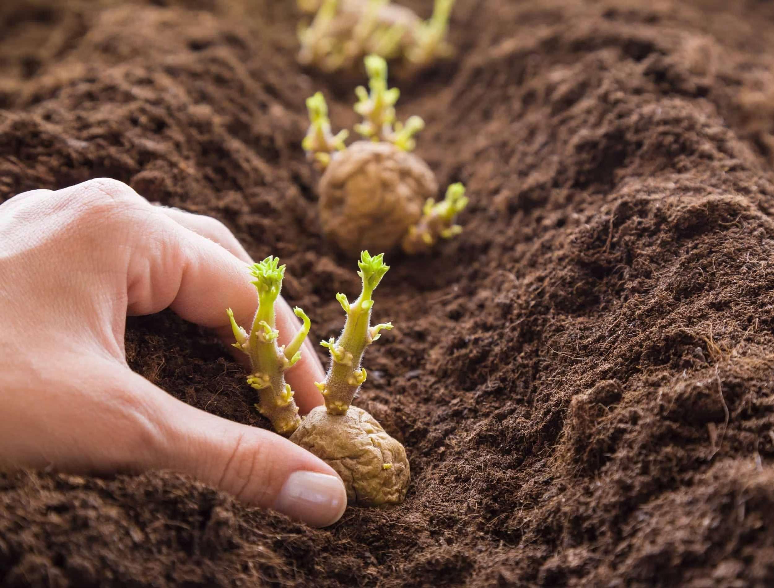 sprouting-potato