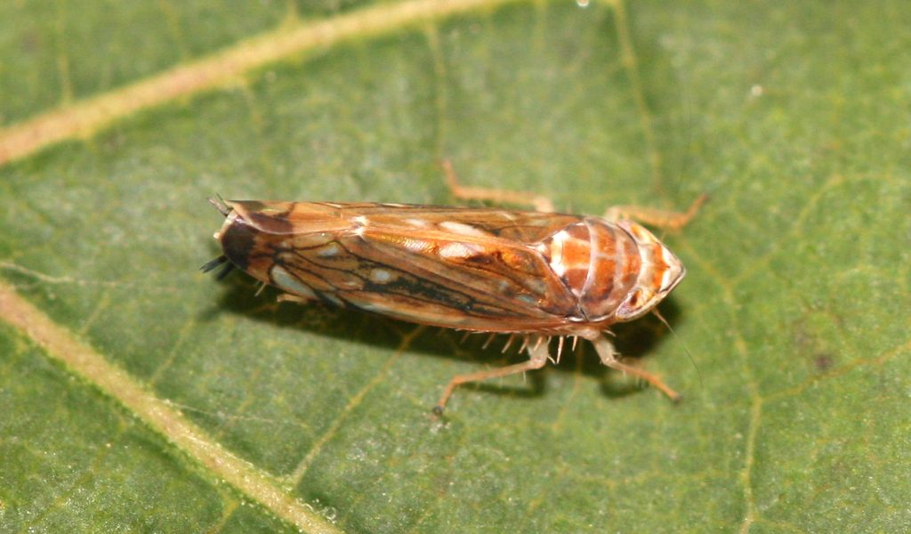 Scaphoideus_titanus_F